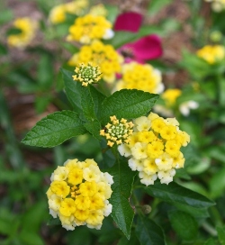 Buttercream Mounding Lantana, Lantana x 'Buttercream'